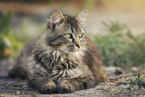 cat 3449999 1280