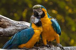 parrots 3427188 1280